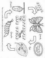 Cycle Worksheet Worksheets Caterpillar Sheets Monarch Cycles Frog Bubakids Bug Tsgos sketch template