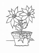 Coloring Poinsettia Pages Printable Kids sketch template