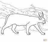 Caracal Coloring Lynx Pages Cat Clipart Printable Drawing Color Caracals Popular Cute Getcolorings Kids Getdrawings Webstockreview Adult Colorings Choose Board sketch template