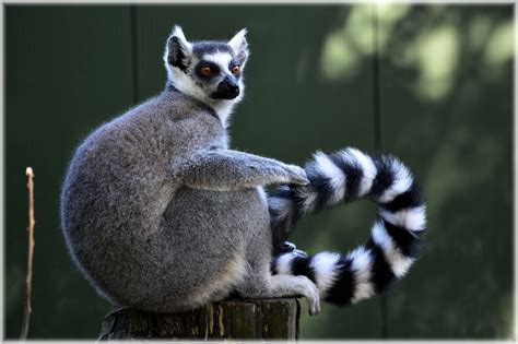 ring tailed lemur   stock photo public domain pictures