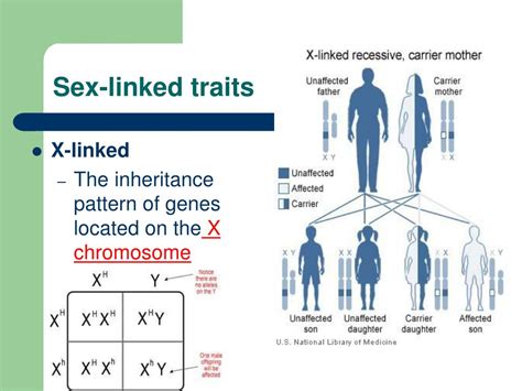 Ppt Pedigrees And Sex Linked Traits Powerpoint