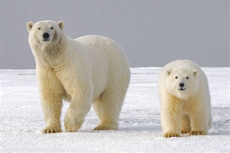 polar bears endangered   heres whats putting   risk