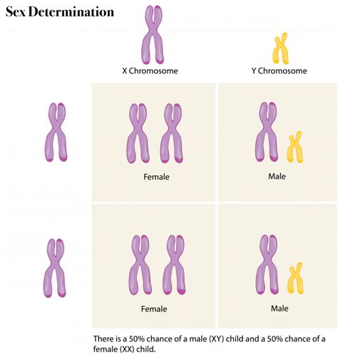 6 12 sex chromosomes the evolution and biology of sex