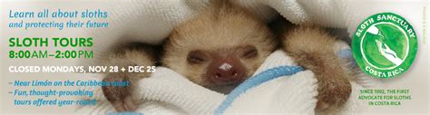 sloth sanctuary of costa rica — since 1992 the first advocate for sloths in costa rica