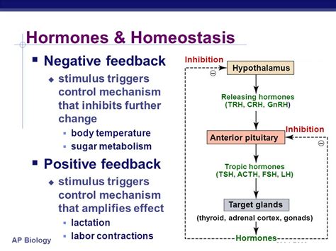 homeostasis  voss science