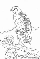 Falcon Falke Ausmalbilder Colorat Ausmalbild Desene Ausdrucken Soim Planse Animales Voegel Salbatice Pasari Hellokids Vögel Malvorlagen Um Animale Plumas Faucon sketch template