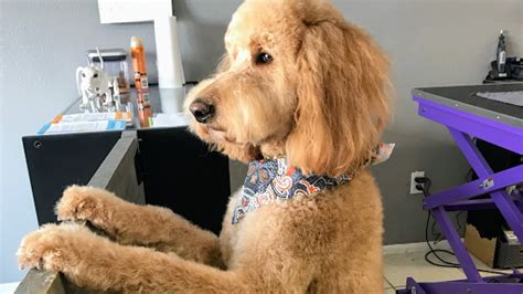 paradise grooming pet groomer  cape coral