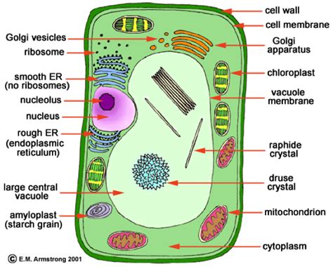 biology cell structure  functions