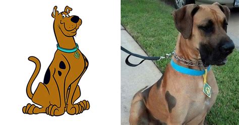 scooby doo lookalikes   time   shows  year