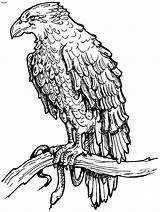 Coloring Eagle Philippine 27kb Drawings sketch template