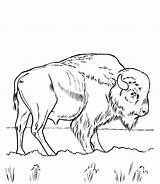 Buffalo Outline Drawing Coloring Animals Bear Polar Pages Getdrawings Popular Books Coloringhome Drawings Printable sketch template