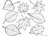 Leaves Fall Coloring Trees Tree Pages Drawing Line Printable Clip Printables Print Leaf Autumn Without Color Drawings Getdrawings Outs Getcolorings sketch template