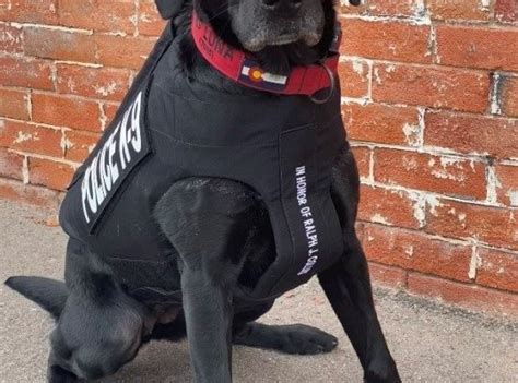 K9 Luna Receives Donation Of Body Armor Breaking News In Usa Today
