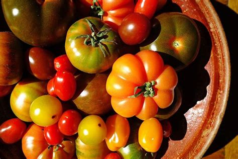 las  mejores variedades de tomate espanol caracteristicas curiosidades  diferencias