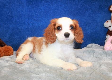 cavalier king charles spaniel puppies for sale long