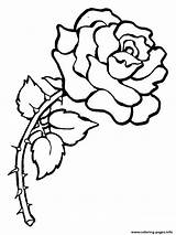Coloring Rose Red Flower Printable Pages sketch template