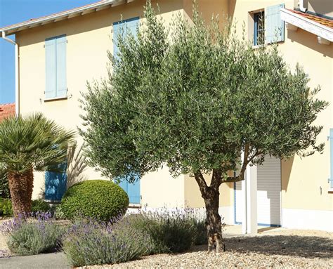 olivenbaum vermehren  klappts mit stecklingen und samen