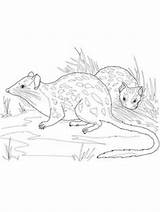 Quoll Printable sketch template
