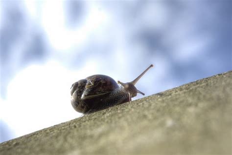 Snail Going Uphill Snail Photo Photo Sharing