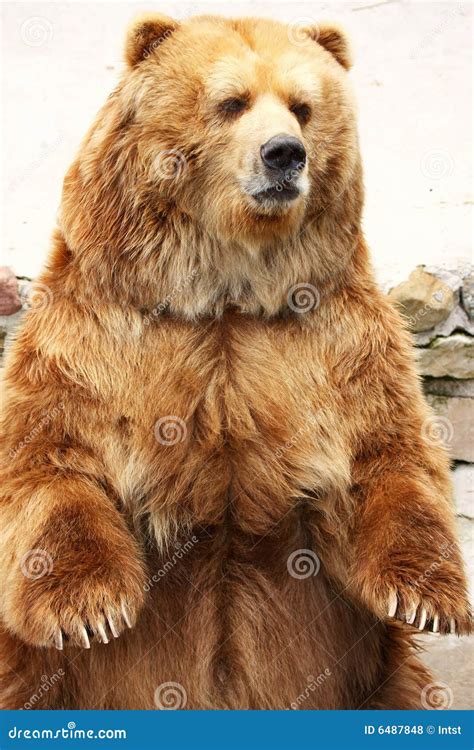 brown bear standing stock photo image  clutch claw