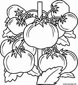 Coloriage Legume Tomate sketch template
