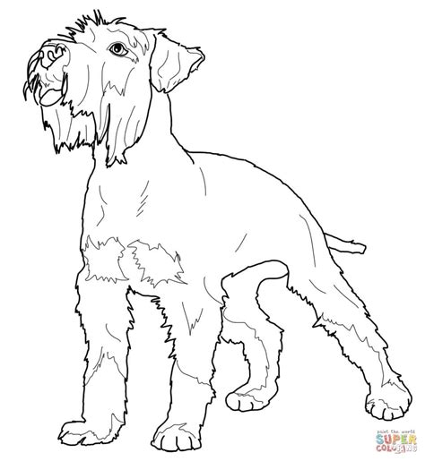 schnauzer terrier coloring pages  print horse coloring pages dog