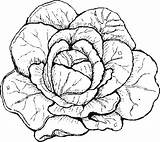 Lettuce Coloring Pages Drawing Colouring Printable Garden Getdrawings Template Picolour sketch template