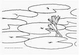 Coloring Water Pad Pages Lily Lilies Monet Print Online Slide Color Book Flower Popular Coloringhome Pond Kids Library Clipart Printable sketch template