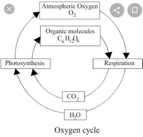 draw  label  diagram  oxygen cycle brainlyin