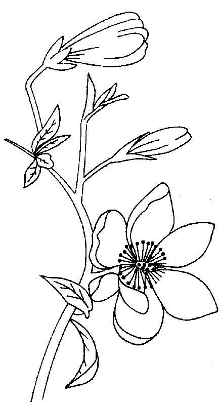 magnolia coloring pages  coloring pages  kids