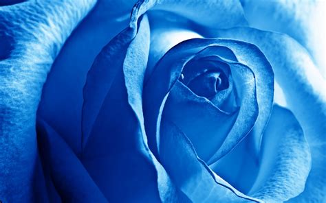 rosa azul hd fondoswikicom