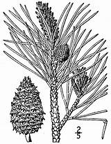 Pinus Kiefer Rigida Pech sketch template