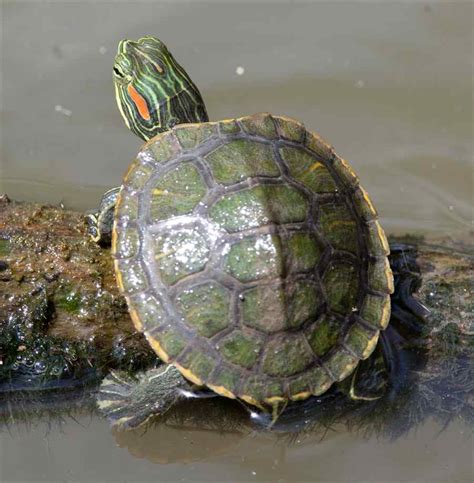 red eared slider facts  pictures reptile fact