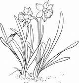 Daffodil Coloring Flower Garden Drawing Outline Realistic Kidsplaycolor Pages Drawings Flowers Daffodils Draw Planting Netart Kids Besuchen Paintingvalley Choose Board sketch template