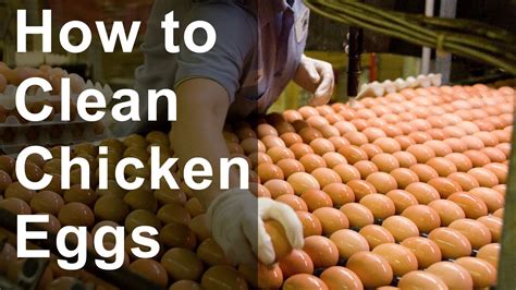 clean chicken eggs youtube