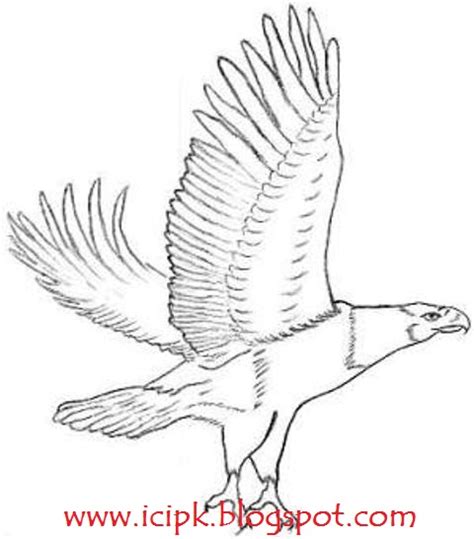 eagle flight drawing httpicipkblogspotcom