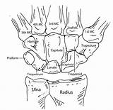 Anatomy Bones Diagram Physiology Wrist Geekymedics Skeletal Medics Geeky Anatomia Worksheet Carpal Ossea Arm Anatomie Boney Carpals Wixsite sketch template