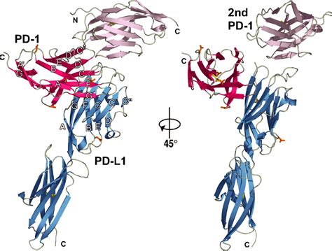 pd pd  complex resembles  antigen binding fv domains  antibodies   cell