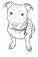 Pitbull Dog Drawing Tattoo Pit Coloring Bull Pages Drawings Choose Board sketch template