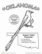 Flycatcher Tailed Scissor sketch template