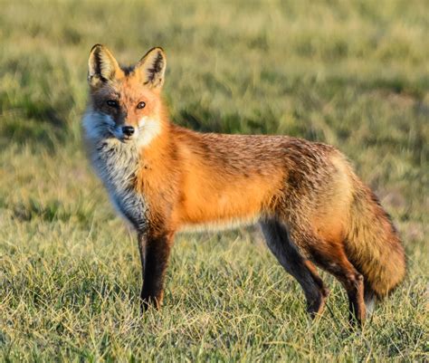 red foxcoyote delaware council  wildlife