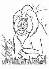 Monyet Affen Macacos Monkeys Mewarna Kertas Momjunction Kidipage Haiwan sketch template