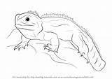 Tuatara Drawing Step Draw Drawingtutorials101 Reptiles Drawings sketch template