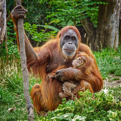 sumatran orangutan animals wiki fandom powered  wikia