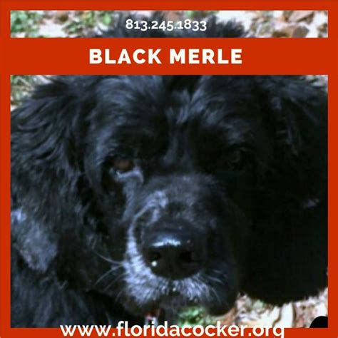 black merle florida cocker spaniel rescue