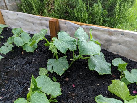 general tips   cucumber growing bbc gardeners world magazine