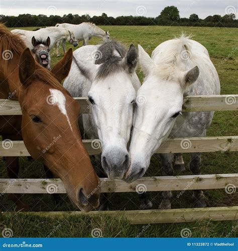 horses  stock photography image