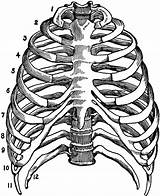 Thorax Anatomia Costillas Humana Ribs Esqueleto Huesos Usf Tatto Fisiologia sketch template
