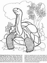 Coloring Tortoise Galapagos Pages Islands Book Island Doverpublications Dover Publications Giant Turtle Kids Animals Colouring Snake Animal Welcome Printable Sheets sketch template