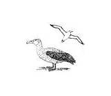 Albatross Coloring Pages Animals sketch template